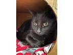 Adopt Poppy Seed a Domestic Short Hair
