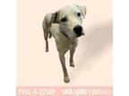 Adopt Aspen a Great Pyrenees, Labrador Retriever