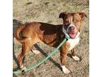 Adopt Faith a Boxer, Pit Bull Terrier