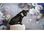 Adopt Hazel a Pit Bull Terrier