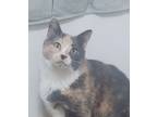Adopt Lucille **FIV+** a Dilute Calico