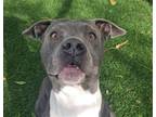 Adopt HOLY CANNOLI a Pit Bull Terrier