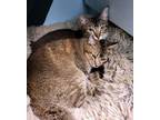 Adopt Rapunzel & Goldilocks a Abyssinian