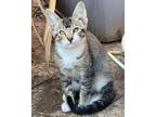 Adopt Cheeky a Tabby