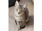 Adopt Shelly a Tabby