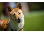 Adopt DAON a Shiba Inu, Basenji