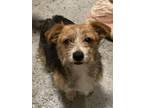Adopt Gracie a Norwich Terrier, Border Terrier