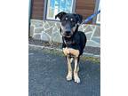 Adopt Tallie a German Shepherd Dog, Australian Shepherd