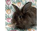 Adopt Folklore a Lionhead