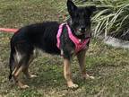 Adopt Riley a German Shepherd Dog