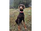 Adopt Violet a Doberman Pinscher