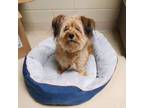 Adopt Xylophone 6736 a Yorkshire Terrier, Mixed Breed