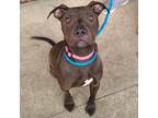 Adopt Cookie a Pit Bull Terrier