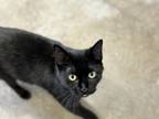 Adopt Squeaks McGoo a Domestic Short Hair