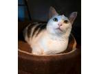 Adopt Dora a Domestic Short Hair