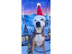 Adopt June a Pit Bull Terrier