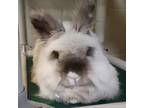 Adopt Pooka - Foster a Bunny Rabbit
