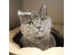 Adopt Rosie 231023 a Domestic Short Hair