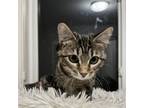 Adopt Thorium - Ashley a American Shorthair