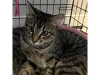 Adopt Neptunium a American Shorthair