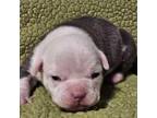 Mutt Puppy for sale in Spotsylvania, VA, USA