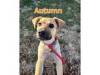 Adopt Autumn a Terrier