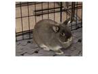 Adopt Penelope (fostered in Omaha) a Netherland Dwarf