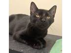 Adopt Solstice a Domestic Short Hair