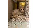 Adopt Edie a Domestic Short Hair