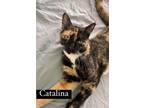 Adopt Catalina a Domestic Short Hair