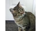 Adopt Gracie a Tabby