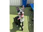 Adopt Gherkin a Pit Bull Terrier, Mixed Breed