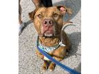 Adopt Delilah a Pit Bull Terrier, Mixed Breed