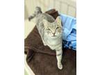 Adopt Jaycie a Domestic Short Hair