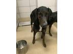 Adopt Ethel a Doberman Pinscher, Mixed Breed