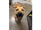 Adopt Fatso a Pit Bull Terrier, Mixed Breed
