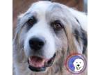 Adopt Juliette a Great Pyrenees, Anatolian Shepherd