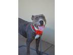 Adopt Peppermint Patty a Pit Bull Terrier