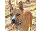 Adopt Beebe a Pit Bull Terrier