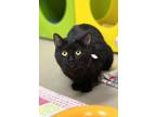 Adopt Greta (bonded w/Carlton) a Domestic Short Hair