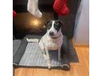 Adopt Bonn a Great Pyrenees, Australian Cattle Dog / Blue Heeler