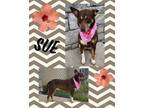 Adopt Sue a Australian Kelpie