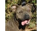 Adopt Ashe a Mixed Breed, Pit Bull Terrier