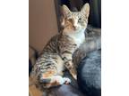 Adopt Ember a Domestic Short Hair