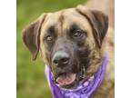 Adopt LATTE a Belgian Shepherd / Malinois, Bullmastiff