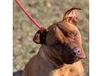 Adopt Olivia a Pit Bull Terrier