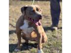 Adopt Zoey a Pit Bull Terrier
