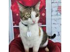 Adopt Miss Kay a Domestic Short Hair