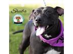 Adopt Sheeba a American Staffordshire Terrier, Mixed Breed
