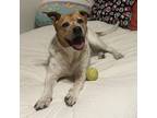 Adopt Angel a Pit Bull Terrier, Cattle Dog